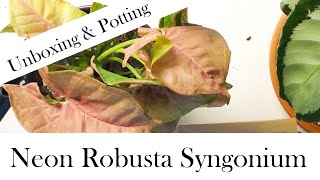 Neon Robusta Syngonium: Unboxing and Potting