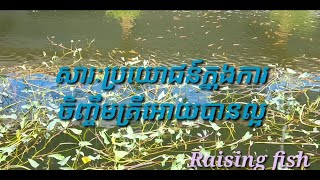 សារៈប្រយោជន៍ក្នុងការចិញ្ចឹមត្រីអោយបានល្អ | Primitive