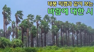 태풍 직캠과 같이 보는 바람에 대한 시 모음 (태풍직캠)