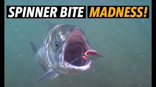 TROLLING for SALMON (Epic underwater footage 🤿