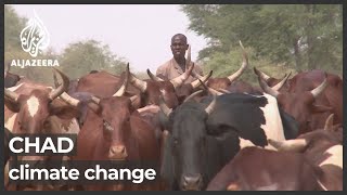 Chad conflict grows as fertile, grazing land shrinks
