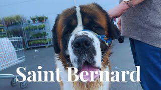 Met this Saint Bernard today when I went for grocery shopping