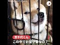 表情に注目！ゲージの中でお留守番だとわかった犬🐾【peco tv】