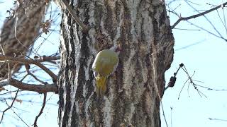 [4K]野鳥：アオゲラ／ＨＴ公園