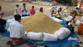 ทำบุญข้าวจี่ กองข้าวใหญ่ ตักบาตร วันมาฆบูชา งานไหว้พระธาตุประจำปี - อีสาน บ้านโนน