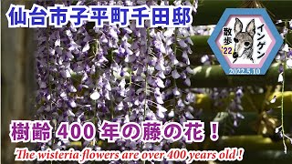 インゲン散歩'22 仙台市子平町千田邸　樹齢４００年の藤の花！ 2022.5.10( The wisteria flowers are over 400 years old!)