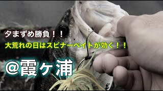 台風後の霞ヶ浦でスピナベ炸裂！Catch with spinner bait after passing typhoon！