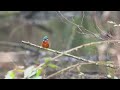 male kingfisher at golden valley derbyshire