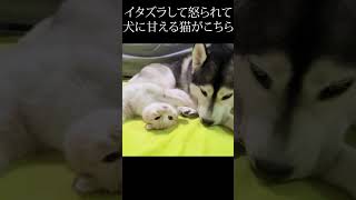 僕やってないもんと犬に甘える猫がこちら...笑#shorts