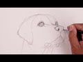 How To Draw a DOG  YELLOW LAB Sketch Tutorial