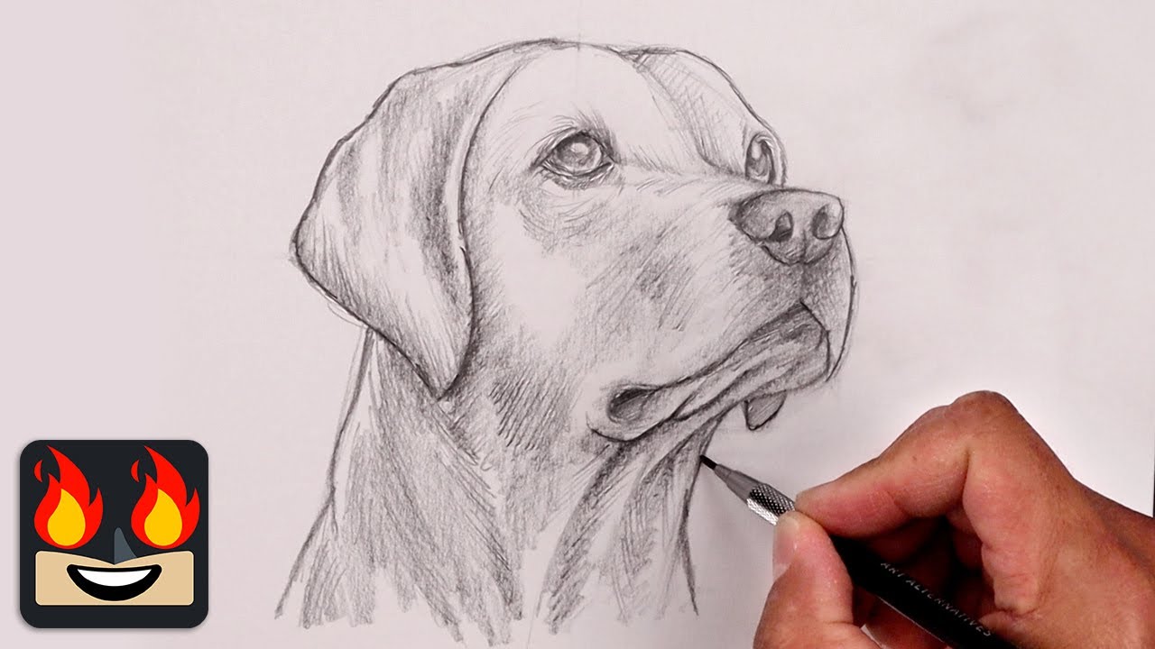 Lab Dog Sketch At Timothy Jeffords Blog