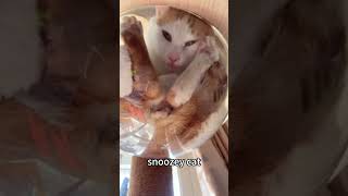 Snoozed cat #foryou #cat #fuunypets #funnypet #funny #funypets #funnyanimal #pets #fyp