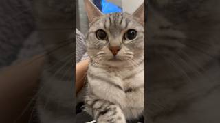 【猫動画】猫が超可愛いすぎて発狂する飼主たちwww #shorts