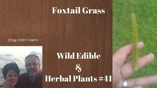 Foxtail grass wild edible and herbal plants #41