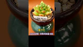 [고니다육] 예쁜 #다육이모음 (31) #succulentcollection #succulentgarden