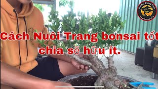 Cách nuôi bông trang bonsai p18 | Sữa Cành Bông Trang Bonsai  | Trồng Bông Trang Tốt Nhất