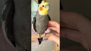 Adorable Cockatiel Larry's Cute Singing Moments 🎶🦜🥰 #cockatielscraze #birdsinging #cutepets