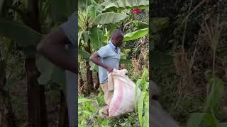 african village boy hard task/ applying goat manure to arrowroots.