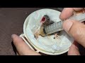 Hand Feeding Baby Birds (Society Finch & Canary &  Zebra Finch) 20230624