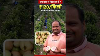 क्या सच में 120 रूपये किलो बिक रहा रेड डायमंड अमरूद ? 😱 #guavafarming #farmingvideos #kheti