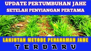 Part 4 metode penanaman jahe terbaru (hasil setelah penyiangan pertama)