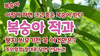 복숭아적과 방법 봉지씌우기전  주의할점  [복숭아재배방법]