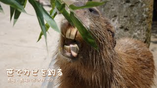 笹でカピバラを釣る【長崎バイオパーク】