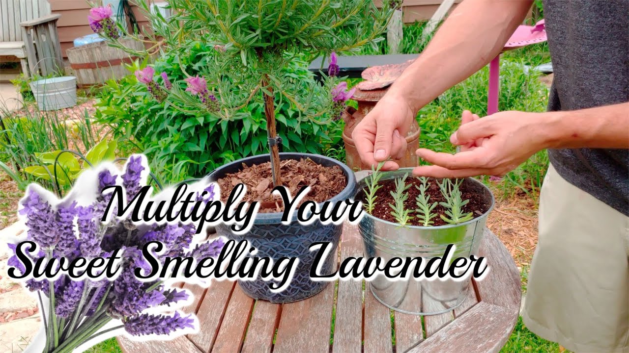 How To Grow LAVENDER Cuttings! - YouTube