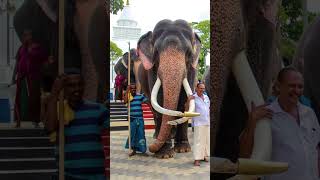 වාසනා ඇත් රජු #katharagama #wasana #srilanka #elephant #shortvideo #shorts #short #viral #tranding