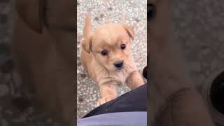 Cachorro filhote latindo -, cute cute