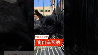 流浪動物救助老姜： 狗肉車上買下來的狗，他們即將被送往屠宰場，看到了我就把他們買下來