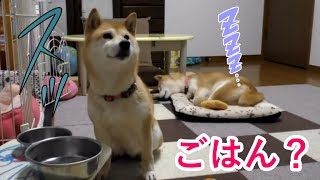 柴犬小春　配信中ずっと爆睡していたのに、ご飯の話題が出ると起きて来た(@_@)