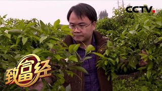 《致富经》6年拥有万亩果园 纪素峰的“沃柑工厂” 20200513 | CCTV农业