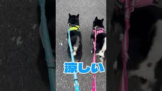 ショート動画9月12日😁晴れ☀️朝お散歩日記？涼しい朝を楽しもう😊