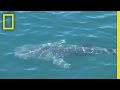 Whale Shark Encounter | National Geographic