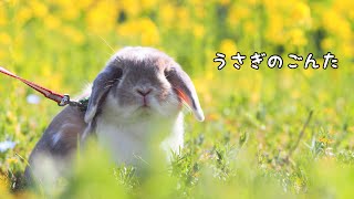 【ありがとう】私はうさぎのごんたに出逢えて幸せでした〜I will always love you〜#729