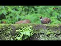 h i l l p a r t r i d g e common hill partridge