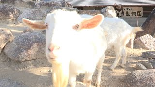 ツヨシのゴー！GO！動物園　vol 156 ヤギ・キリン