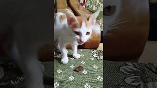 আমাদের বিড়ালের সাথে ফাজলামো😂 #cat #catlover #catshorts #cats #catvideos #catlovers #trending #video