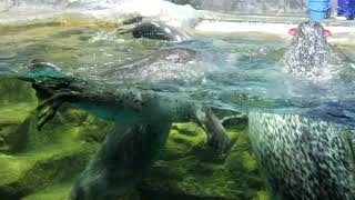 青森 浅虫水族館 ゴマフアザラシのお食事タイム