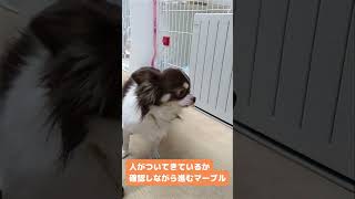 ぼくについてきてー💕 #保護犬 #dog #里親募集 #ペットと暮らそう