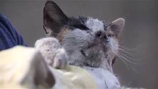 Cat suffering from burns found in rubble in Santa Rosa