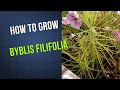 How to Grow and Propagate Annual Rainbow Plants (Byblis Filifolia Carnivorous Plant Grow Guide)