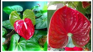 কি ভাবে খুব সহজেই আপনার anthurium গাছে ফুলে ভরিয়ে তুলবেন?