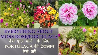 PORTULACA-Growing tips and complete care,soil,sunlight,propagation of portulaca,pruning,fertilizer