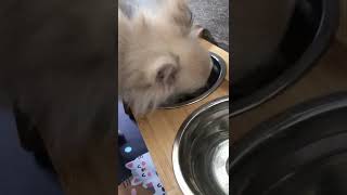 【ポメラニアン×チワワ犬】カリカリご飯慣れてきたんかな