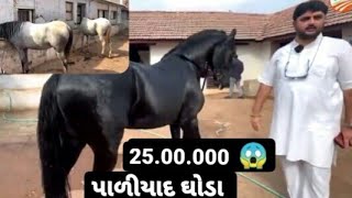 paliyad_horse l horse price 😲l I kathiyavadi horse l પાળીયાદ ના ઘોડા @VIHALDHAMPALIYADOFFICIAL