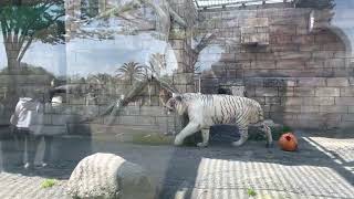 東武動物公園　ホワイトタイガー　2023.4