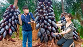 Farm life | Harvesting Fresh Burdock - A rare immortal plant go to market sell | Thai and Huyen