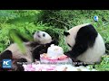 globalink 1st giant panda twins born in germany turn 4